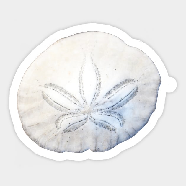 Sand Dollar Photo Sticker by DeniseBruchmanPhotography